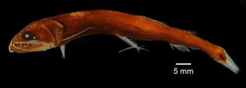 Media type: image; Ichthyology 133392